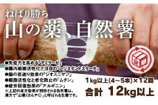 A036 【山薬王】命の根っこですから。美味しく美腸活！贅沢自然薯定期便（月1回/12回お届け）