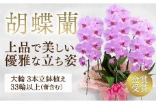B008 【金賞受賞】 スタンダード＊姫葵（ヒメアオイ）大輪＊3本立