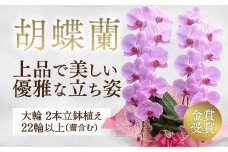 C001 【金賞受賞】スタンダード＊姫葵（ヒメアオイ）大輪＊２本立