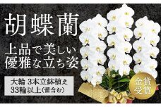 B007 【金賞受賞】スタンダード鳴滝清流胡蝶蘭3本立