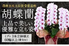 B027 【農林水産大臣賞受賞品種】ミディ系ピンク胡蝶蘭！『乙姫（おとひめ）』3本立