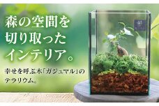 D041 観葉植物 [テラリウム Sサイズ] (花うるる モダン インテリア ギフト プレゼント おしゃれ 観葉 ガジュマル ガラス ケース 完成品 ミニ観葉 盆栽 アクアリウム おしゃれ リビング 開店祝い 新築祝い 苔リウム コケリウム オフィス 母の日 ジオラマ 鉢