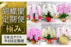 A007 胡蝶蘭定期便『極み』（5本立てクラス年6回）
