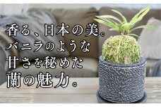 D088 【日本の蘭】富貴蘭　風蘭　黒筒陶器鉢