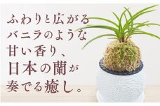 D055 【日本の蘭】富貴蘭　風蘭　白丸陶器鉢