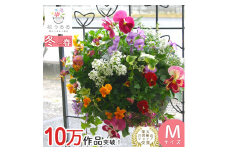 D086 パンジー＆ビオラのハンギングバスケット 花うるる 寄せ植え[カシスオレンジ]Mサイズ|屋外 玄関 フラワーギフト 誕生日 プレゼント 女性 花 おしゃれ 新築祝い 壁掛け 秋冬 春 鉢植え 鉢花 ガーデニング フラワー 屋外 ギフト 寄植え 生花 冬の花