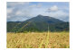 阿東の風景