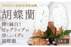 C099 【全国洋ラン品評会受賞品種】ミディ系ホワイト胡蝶蘭！『リトルシルキー』＊２本立＊＜７つの特典付き！＞[ＬＳ－2]