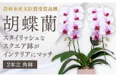 D368 【農林水産大臣賞受賞品種】☆鉢も楽しむ！『スクエア鉢』☆スタイリッシュな『乙姫（おとひめ）』＊角鉢＊２本立＊
