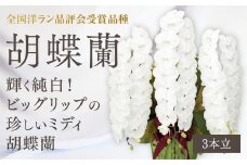 B085 【全国洋ラン品評会受賞品種】ミディ系ホワイト胡蝶蘭！『リトルシルキー』＊３本立＊ [ＬＳ－３]