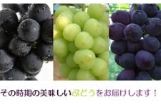 小川ぶどう セット (萩産)  500g　｜HG000198