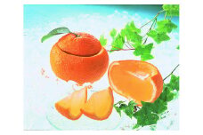 萩夏蜜柑冷菓 柑乃雫　｜HG000527
