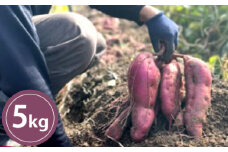 さつまいも 栽培期間中 農薬・化学肥料不使用 サツマイモ 5kg 紅はるか 芋　｜HG000890