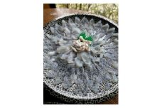 ふぐ 刺身 炙り セット 桜ふぐ 豪華2枚 セット (2～3人前) 割烹千代 萩 フグ 魚　｜HG001015