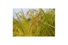 栽培期間中農薬不使用玄米　朝日　5kg【1317564】