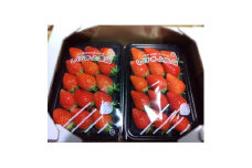 いちご味くらべ　おまかせセット(「あまおとめ」「おいCベリー」「かおりの」 各240gの内2種類)【1471832】