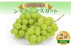 ＜2025年順次発送＞シャインマスカット2房_ シャインマスカット ブドウ 葡萄 ぶどう 果物 フルーツ ふるーつ くだもの 国産 産地直送 常温 人気 おすすめ 甘い 2房 【1519278】