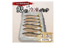 山口県防府市佐波川で獲れる天然鮎　約250g【1564366】