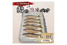 山口県防府市佐波川で獲れる天然鮎　約500g【1584547】