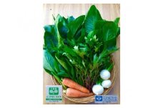 No.032 「ファーム和」 季節の野菜つめ合わせ ／ 旬野菜 エコやまぐち農産物認証 詰合せ 山口県 特産品
