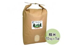 No.018 米川こしひかり　精米　10kg ／ お米 コシヒカリ 白米 希少品 山口県 特産品