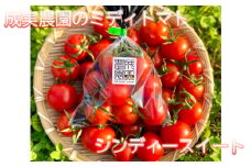 No.158 成実農園のミディトマト　シンディースイート ／ とまと 野菜 有機肥料 山口県