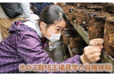 No.168 高地の綺麗な水と空気で育まれた「きのこ栽培工場見学と収穫体験」 ／ 施設見学 しいたけ狩り 肉厚 キノコ 山口県