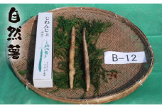 No.176 自然薯　B-12 ／ じねんじょ 芋 粘り 山口県