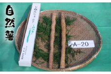 No.179 自然薯　A-20 ／ じねんじょ 芋 粘り 山口県
