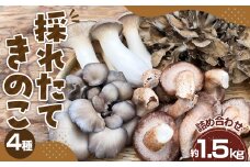 No.208 採れたてきのこ4種詰め合わせセット　約1.5kg ／ キノコ 茸 新鮮 もぎたて 産地直送 安心安全 農薬不使用 中華料理 天ぷら 炊き込みご飯 鍋物 BBQ 菌床しいたけ エリンギ まいたけ ひらたけ 山口県 特産品