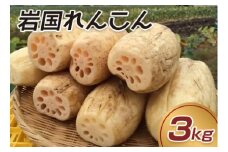岩国れんこん（３ｋｇ）【山口県農業協同組合】