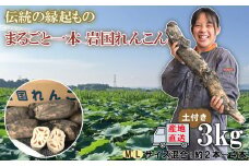 由美屋特選！岩国産れんこん3kg(土付き)【有限会社 由美屋】