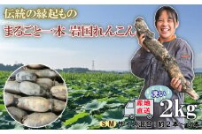 由美屋特選！岩国産れんこん(洗い)２kg【有限会社 由美屋】