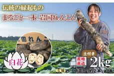 由美屋特選！白花岩国れんこん2kg(土付き)【有限会社 由美屋】