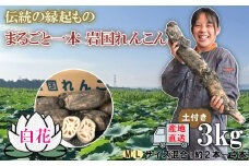 由美屋特選！白花岩国れんこん3kg(土付き)【有限会社 由美屋】