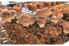 山口県産しいたけ「ひよりちゃん」バラエティセット【ひよりの里】