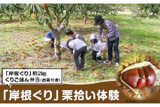 「岸根ぐり」栗拾い体験