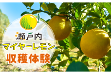 瀬戸内マイヤーレモン収穫体験【株式会社神東ファーム】