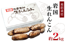 堆肥栽培岩国生れんこん 2kg【うまもん株式会社】