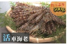 日本海産“活き”車海老500ｇ 申込期日（9月～翌年1月）
