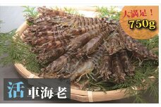 日本海産“活き”車海老750ｇ 申込期日（9月～翌年1月）