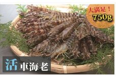 日本海産“活き”車海老750ｇ 申込期日（9月～翌年1月）