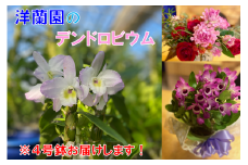 長門産　高見洋蘭園のデンドロビウムお届け便（4号鉢）