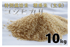 米　玄米　特別栽培米　穂垂米　「コシヒカリ」　10kg　【令和5年産】
