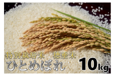 米　精米　白米　特別栽培米　穂垂米　「ひとめぼれ」　10kg　【令和5年産】