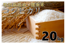 米　精米　白米　特別栽培米　穂垂米　「コシヒカリ」　20kg　【令和5年産】