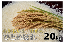 米　精米　白米　特別栽培米　穂垂米　「ひとめぼれ」　20kg　【令和5年産】