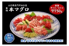 油谷産養殖本マグロ 満喫セット【マグロ刺身 マグロ 中トロ 赤身 大トロ まぐろ 中とろ 鮪 大とろ あかみ 750ｇ 急速冷凍 冷凍】
