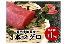 油谷産 養殖 本マグロ 赤身柵 1ｋg【マグロ 赤身 マグロ刺身 刺身 柵 さく まぐろ 鮪 山口県 長門市 希少 脂乗り抜群 とろける 急速冷凍 冷凍 ギフト 贈答】