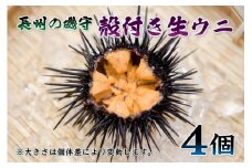 殻付きウニ  4個 生うに 雲丹  長門市 ムラサキウニ